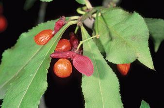 burning bushed berry