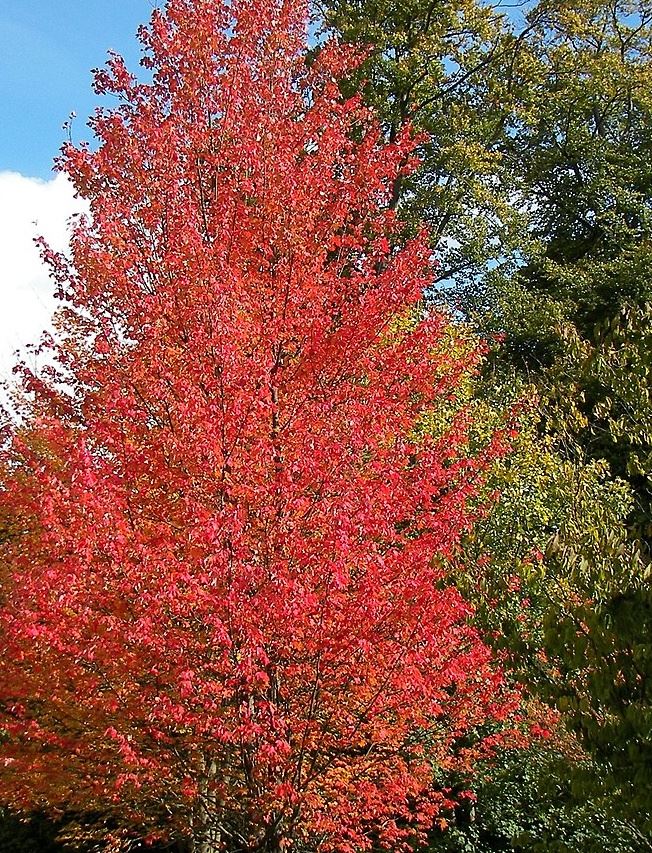 Acer_rubrum_001_cropped
